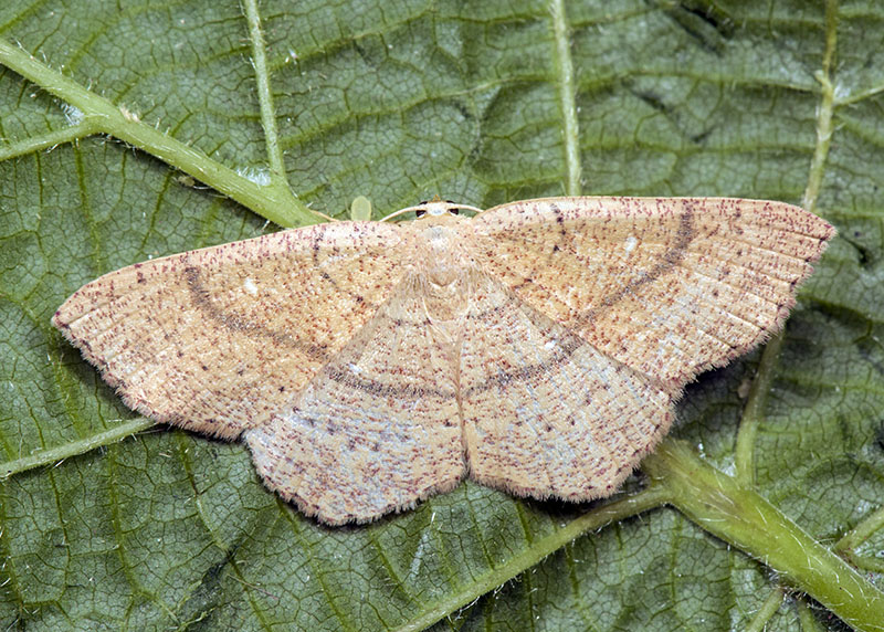 Geometridae - Cyclophora (Cyclophora) ruficiliaria